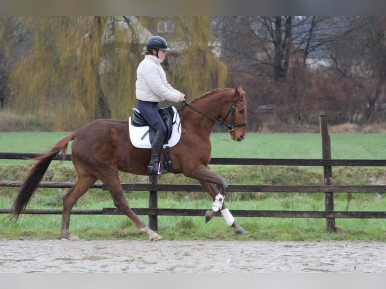 Hannoveraner Wallach 3 Jahre 170 cm Fuchs in Freren