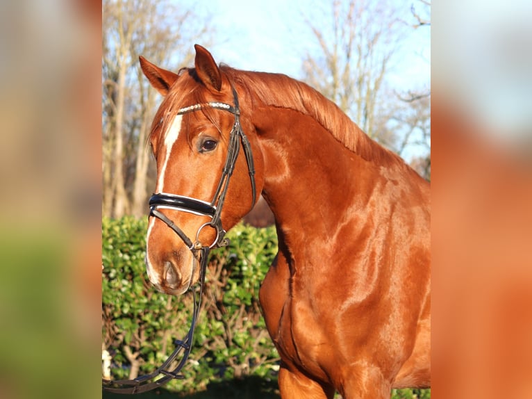 Hannoveraner Wallach 3 Jahre 170 cm Fuchs in Selsingen