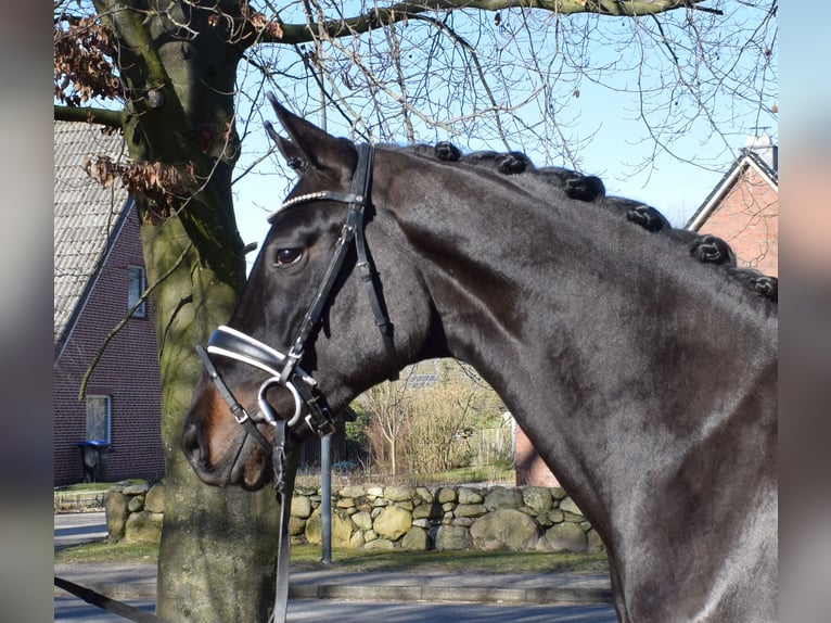 Hannoveraner Wallach 3 Jahre 170 cm Rappe in Fredenbeck