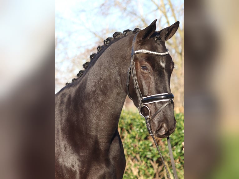 Hannoveraner Wallach 3 Jahre 170 cm Rappe in Selsingen