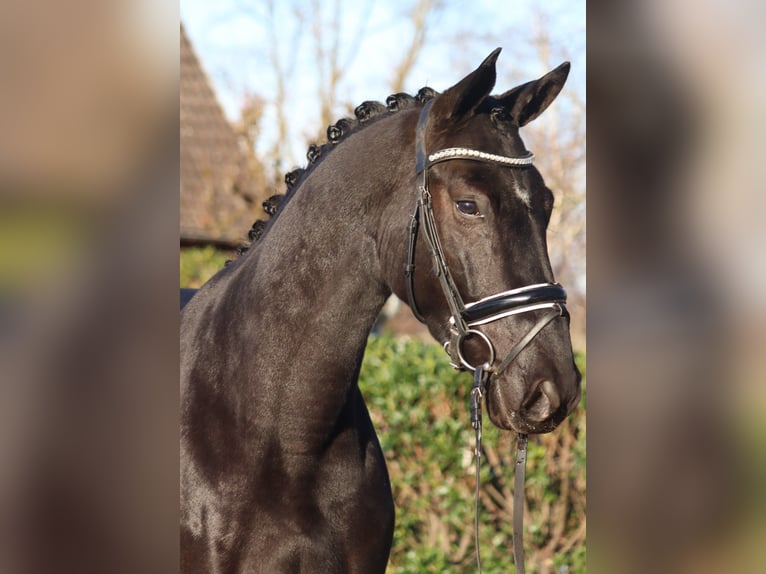 Hannoveraner Wallach 3 Jahre 170 cm Rappe in Selsingen