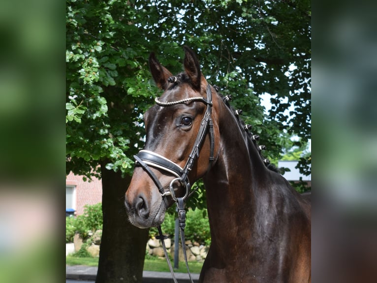 Hannoveraner Wallach 3 Jahre 170 cm Schwarzbrauner in Fredenbeck