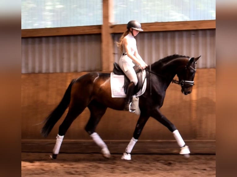 Hannoveraner Wallach 3 Jahre 170 cm Schwarzbrauner in Fredenbeck