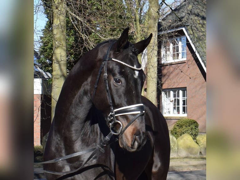 Hannoveraner Wallach 3 Jahre 170 cm Schwarzbrauner in Fredenbeck