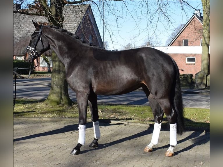 Hannoveraner Wallach 3 Jahre 170 cm Schwarzbrauner in Fredenbeck