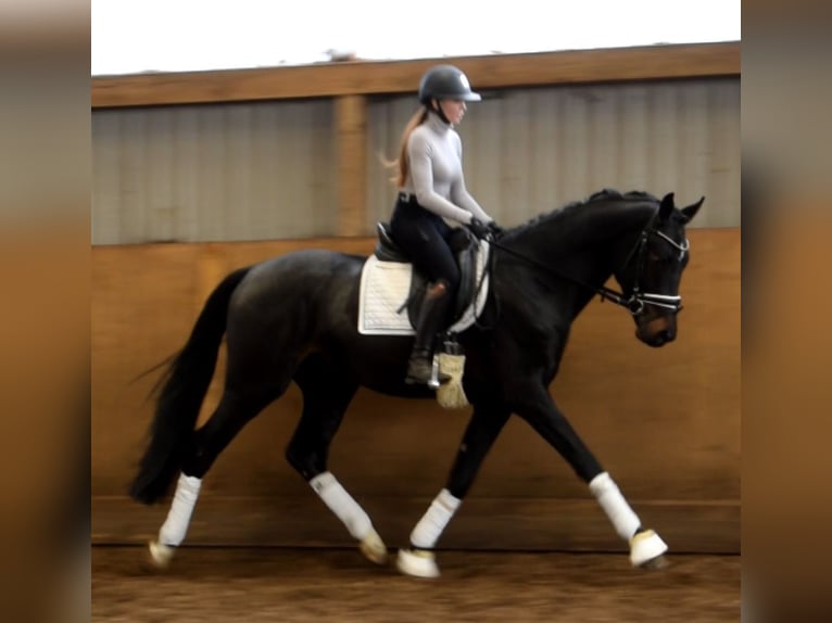 Hannoveraner Wallach 3 Jahre 170 cm Schwarzbrauner in Fredenbeck