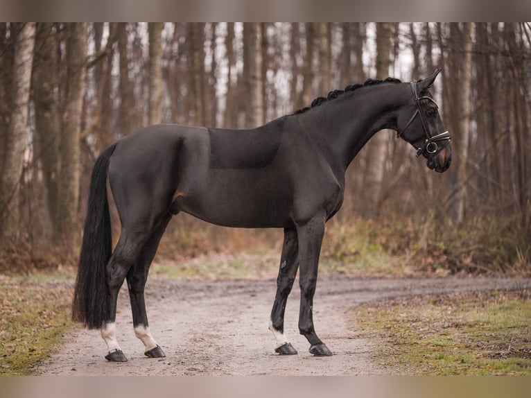 Hannoveraner Wallach 3 Jahre 170 cm Schwarzbrauner in Wehringen