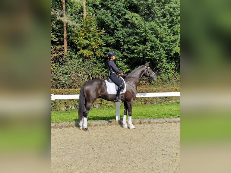 Hannoveraner Wallach 3 Jahre 170 cm Schwarzbrauner in Hermetschwil-Staffeln