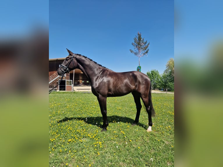 Hannoveraner Wallach 3 Jahre 170 cm Schwarzbrauner in Hermetschwil-Staffeln