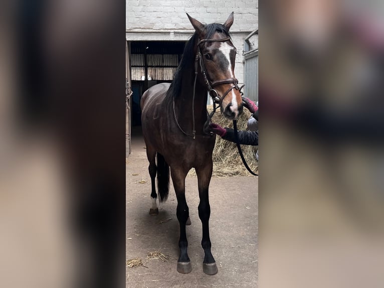 Hannoveraner Wallach 3 Jahre 170 cm Schwarzbrauner in Lentföhrden