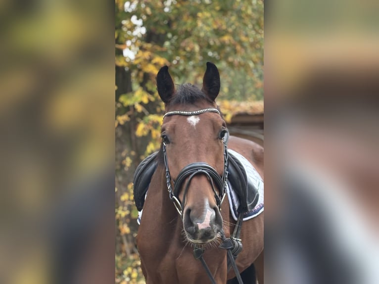 Hannoveraner Wallach 3 Jahre 171 cm Brauner in Hofgeismar