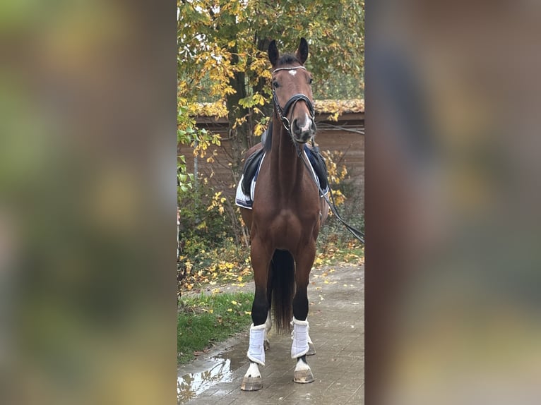 Hannoveraner Wallach 3 Jahre 171 cm Brauner in Hofgeismar