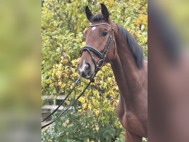 Hannoveraner Wallach 3 Jahre 171 cm Brauner in Hofgeismar