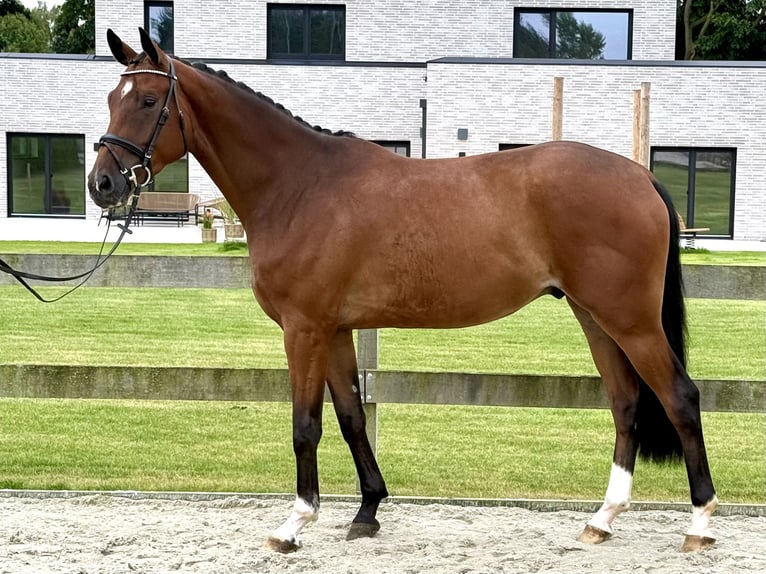 Hannoveraner Wallach 3 Jahre 171 cm Brauner in Bargstedt