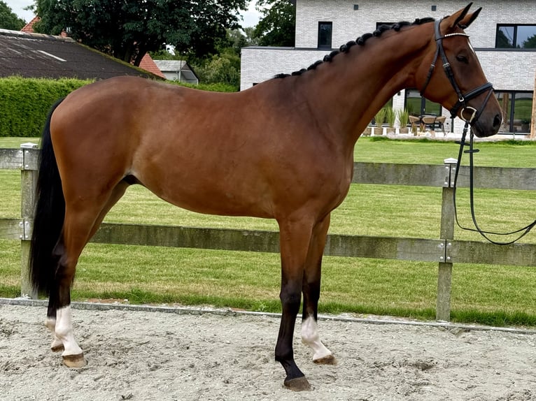 Hannoveraner Wallach 3 Jahre 171 cm Brauner in Bargstedt
