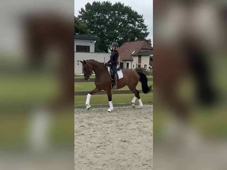 Hannoveraner Wallach 3 Jahre 171 cm Brauner in Bargstedt