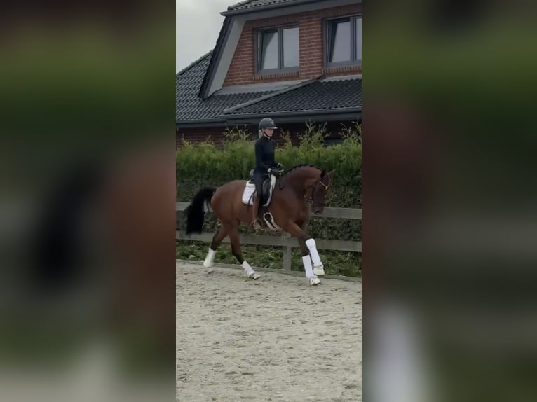 Hannoveraner Wallach 3 Jahre 171 cm Brauner in Bargstedt