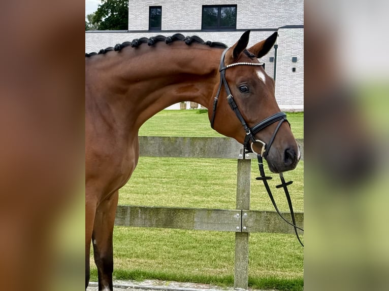 Hannoveraner Wallach 3 Jahre 171 cm Brauner in Bargstedt
