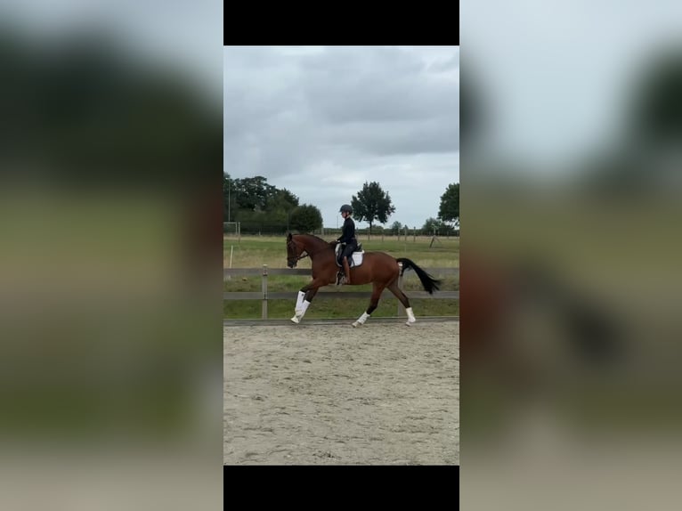 Hannoveraner Wallach 3 Jahre 171 cm Brauner in Bargstedt