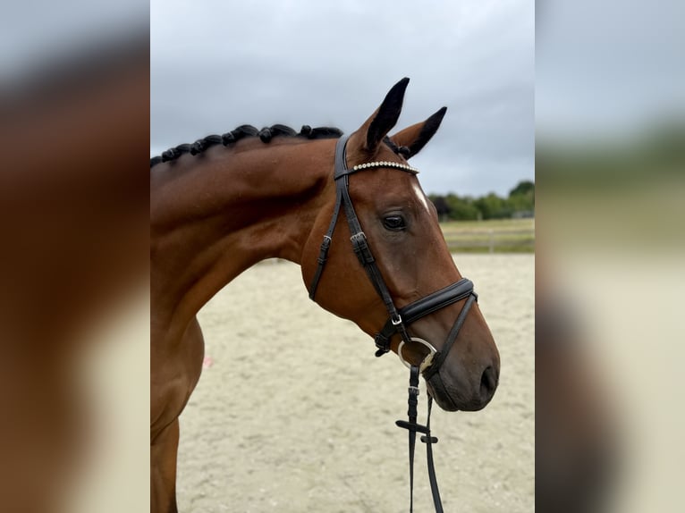 Hannoveraner Wallach 3 Jahre 171 cm Brauner in Bargstedt