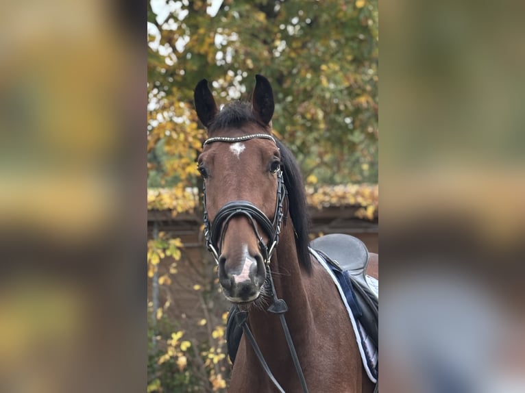 Hannoveraner Wallach 3 Jahre 171 cm Brauner in Hofgeismar