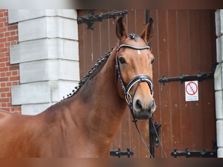 Hannoveraner Wallach 3 Jahre 171 cm Brauner in Celle