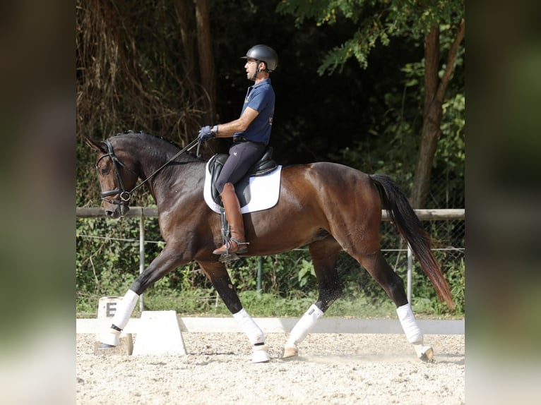 Hannoveraner Wallach 3 Jahre 171 cm Dunkelbrauner in Sant Gregori (Municipio)