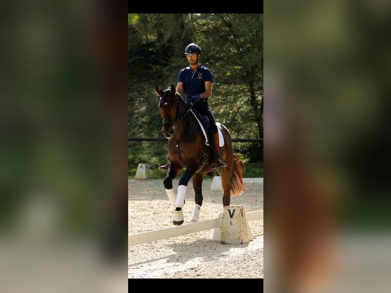 Hannoveraner Wallach 3 Jahre 171 cm Dunkelbrauner in Sant Gregori (Municipio)