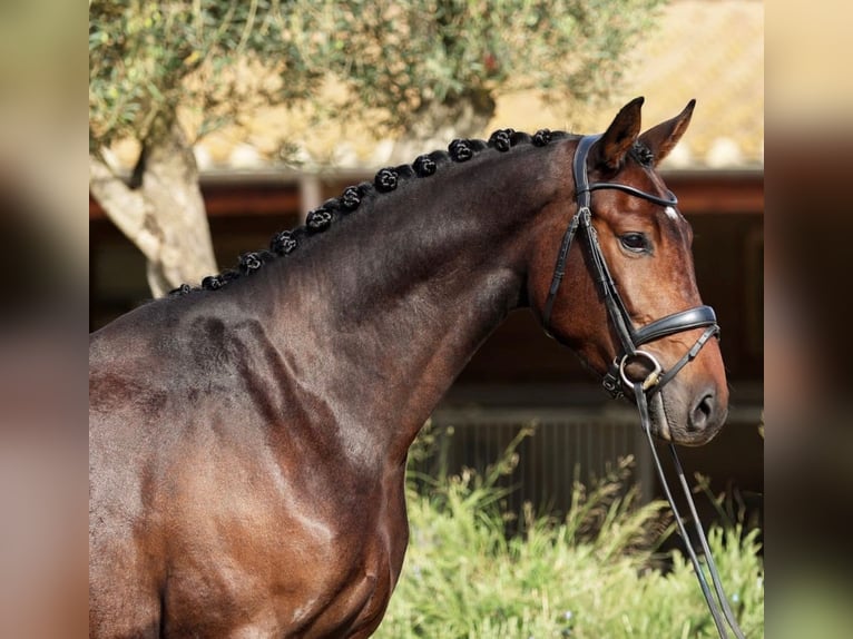 Hannoveraner Wallach 3 Jahre 171 cm Dunkelbrauner in Sant Gregori (Municipio)