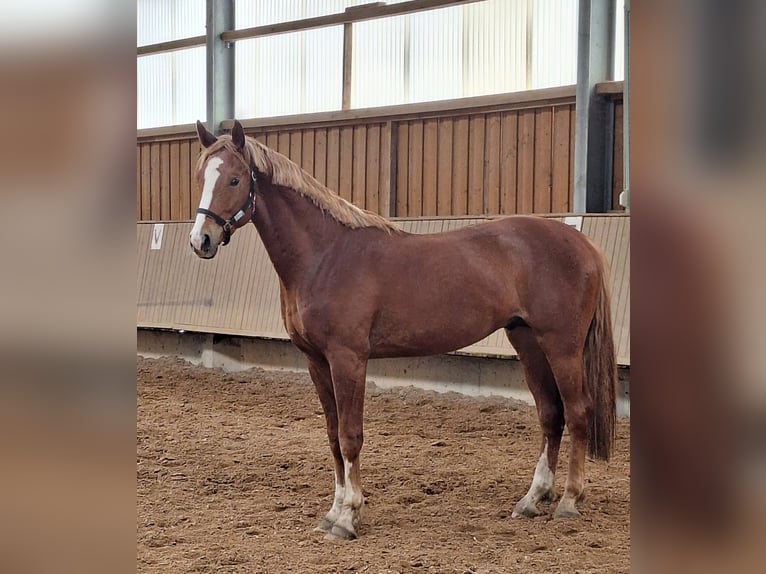 Hannoveraner Wallach 3 Jahre 171 cm Fuchs in Ansbach