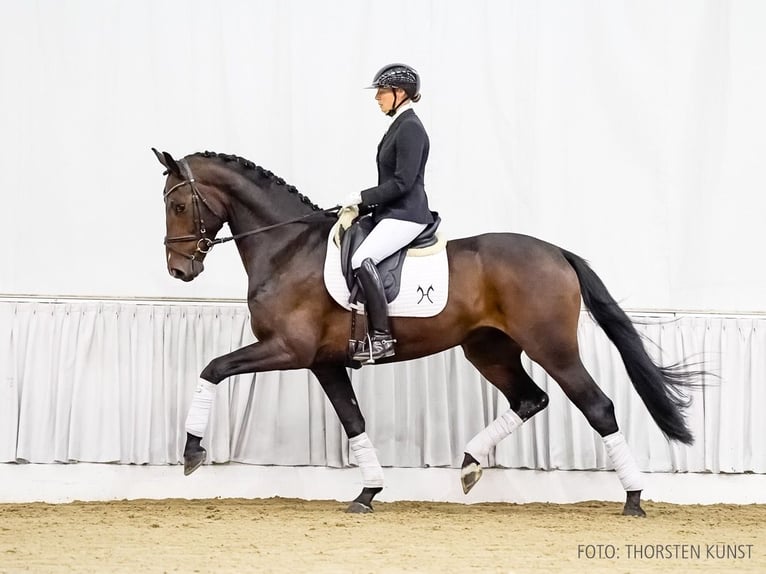 Hannoveraner Wallach 3 Jahre 172 cm Brauner in Verden (Aller)