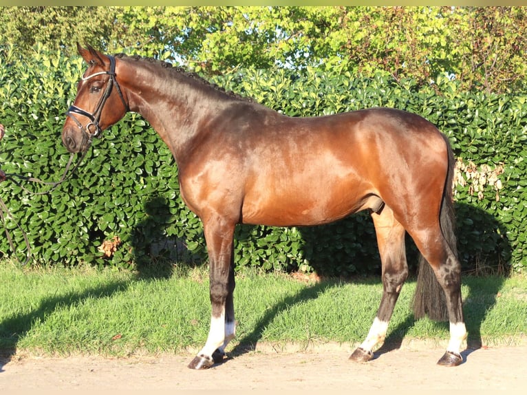 Hannoveraner Wallach 3 Jahre 172 cm Brauner in Selsingen