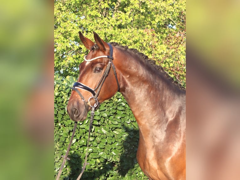 Hannoveraner Wallach 3 Jahre 172 cm Brauner in Selsingen