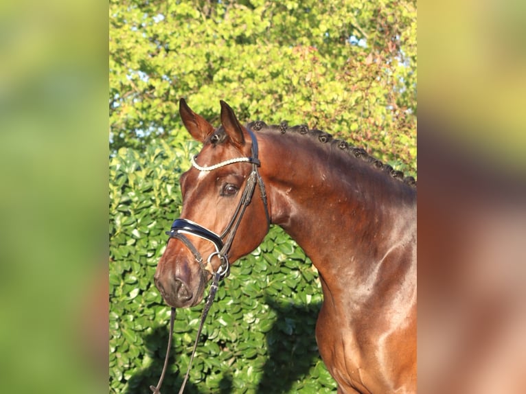 Hannoveraner Wallach 3 Jahre 172 cm Brauner in Selsingen