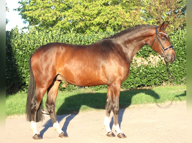 Hannoveraner Wallach 3 Jahre 172 cm Brauner in Selsingen