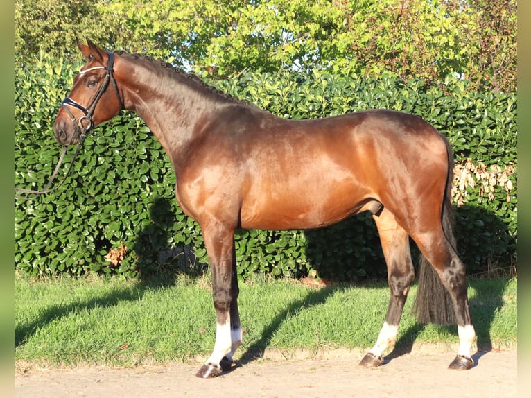 Hannoveraner Wallach 3 Jahre 172 cm Brauner in Selsingen