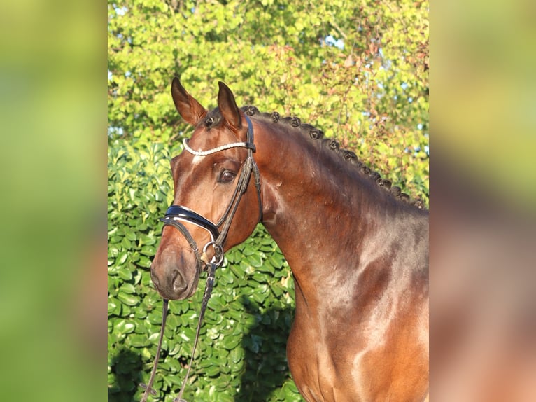 Hannoveraner Wallach 3 Jahre 172 cm Brauner in Selsingen