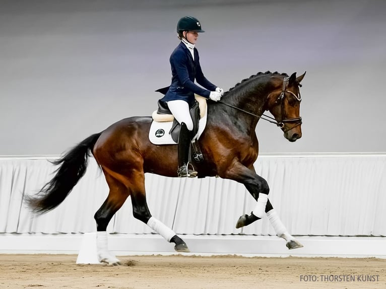 Hannoveraner Wallach 3 Jahre 172 cm Brauner in Verden