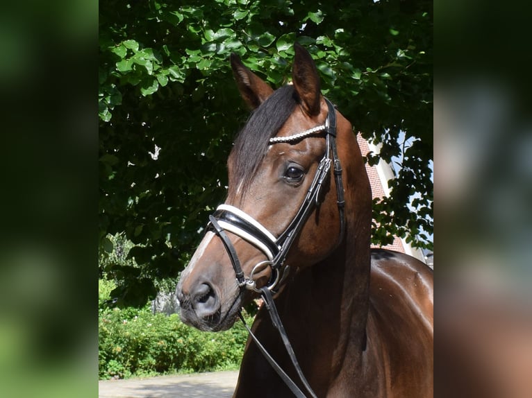 Hannoveraner Wallach 3 Jahre 172 cm in Fredenbeck