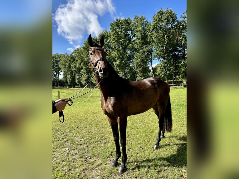 Hannoveraner Wallach 3 Jahre 172 cm Dunkelbrauner in Friesoythe