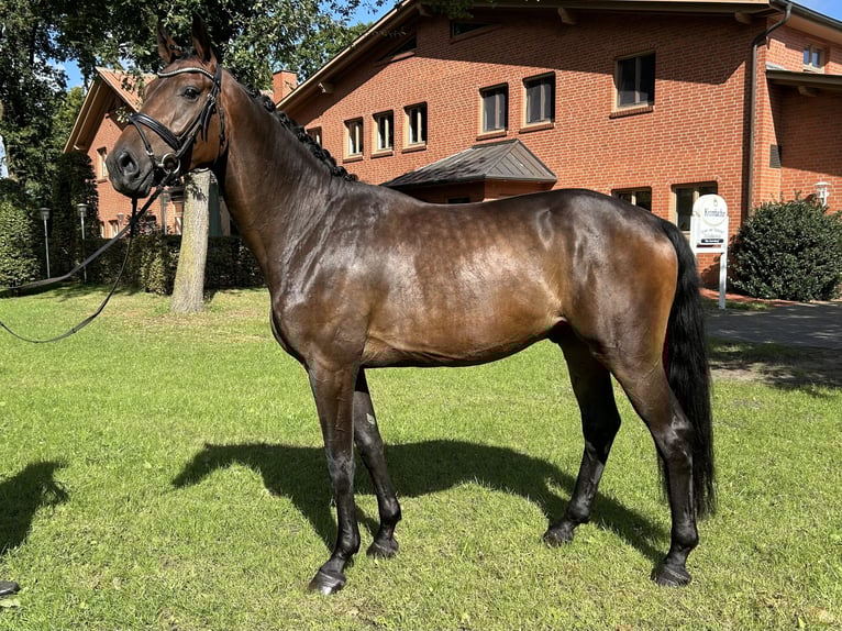 Hannoveraner Wallach 3 Jahre 172 cm Dunkelbrauner in Friesoythe