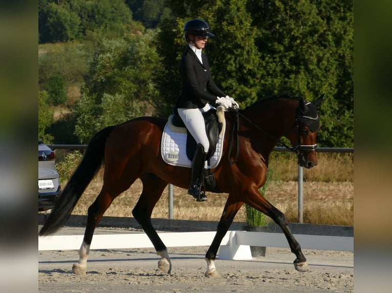Hannoveraner Wallach 3 Jahre 172 cm Dunkelbrauner in Greifenstein