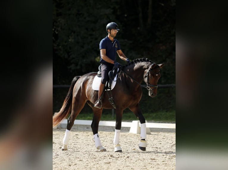 Hannoveraner Wallach 3 Jahre 172 cm Dunkelbrauner in Sant Gregori (Municipio)