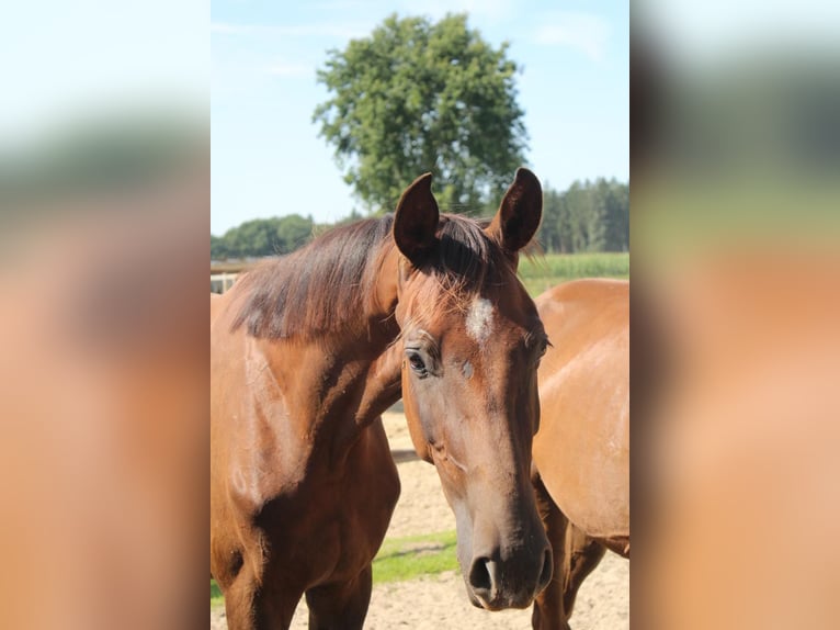Hannoveraner Wallach 3 Jahre 172 cm Dunkelfuchs in Hamersen
