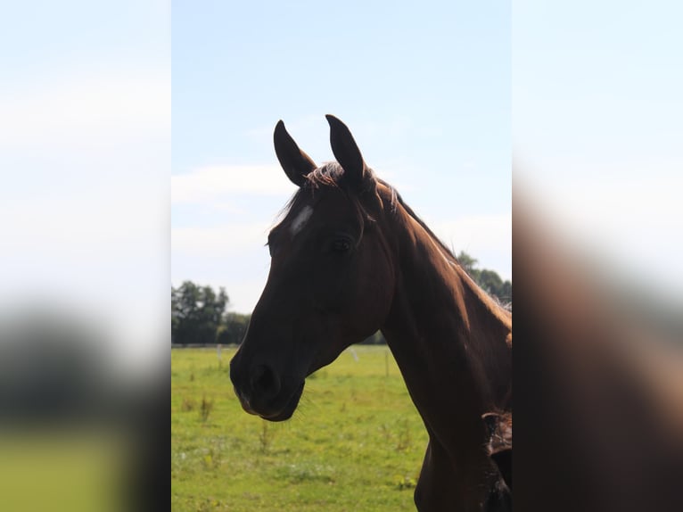 Hannoveraner Wallach 3 Jahre 172 cm Dunkelfuchs in Hamersen