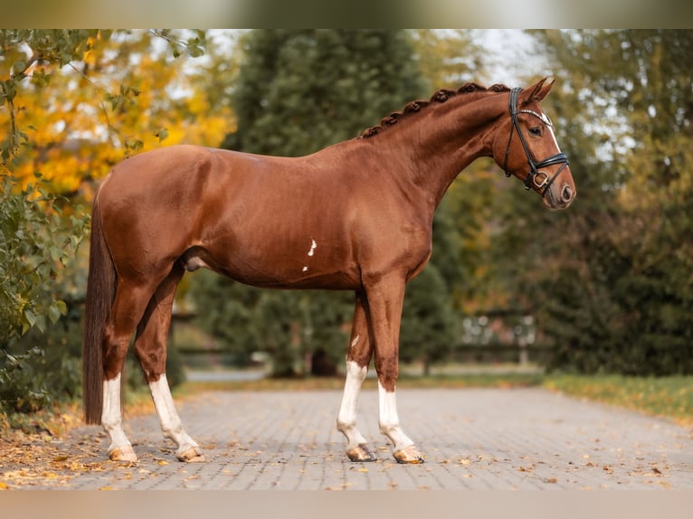 Hannoveraner Wallach 3 Jahre 172 cm Fuchs in Lippetal