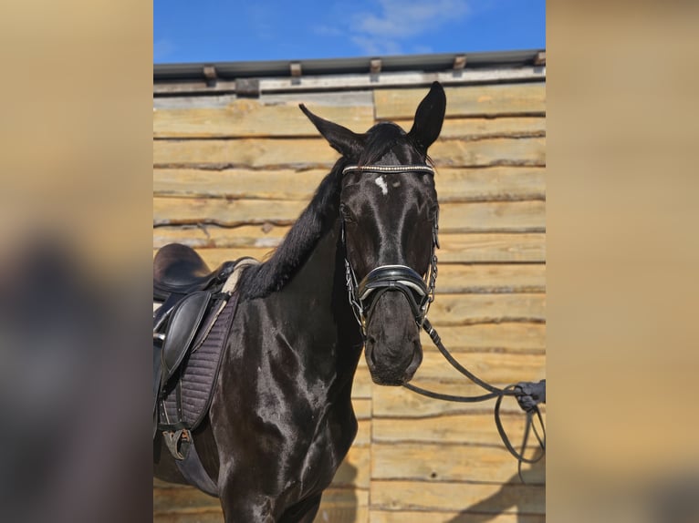 Hannoveraner Wallach 3 Jahre 172 cm Rappe in Leipzig