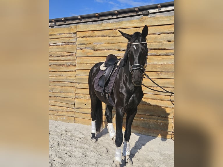 Hannoveraner Wallach 3 Jahre 172 cm Rappe in Leipzig