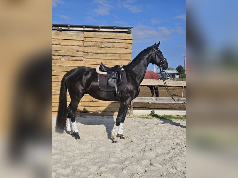 Hannoveraner Wallach 3 Jahre 172 cm Rappe in Leipzig