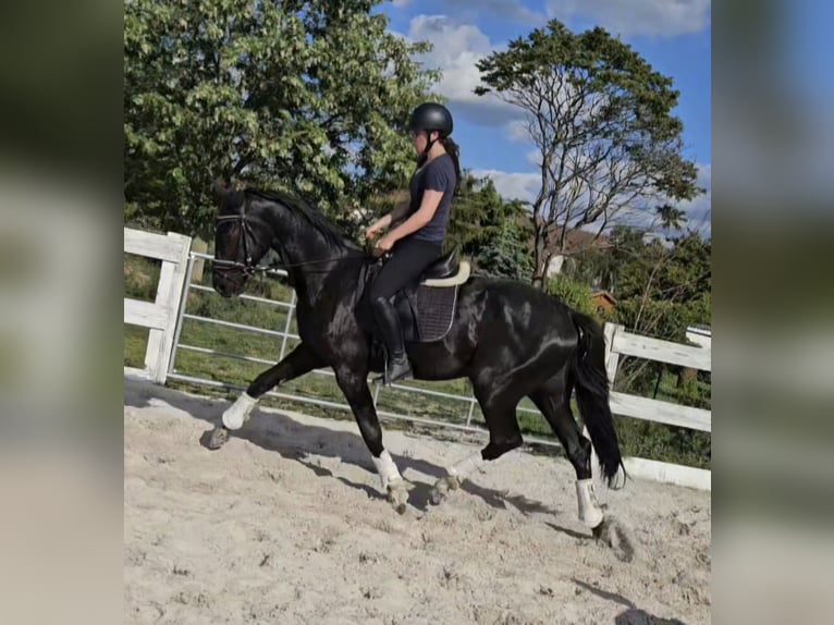 Hannoveraner Wallach 3 Jahre 172 cm Rappe in Leipzig